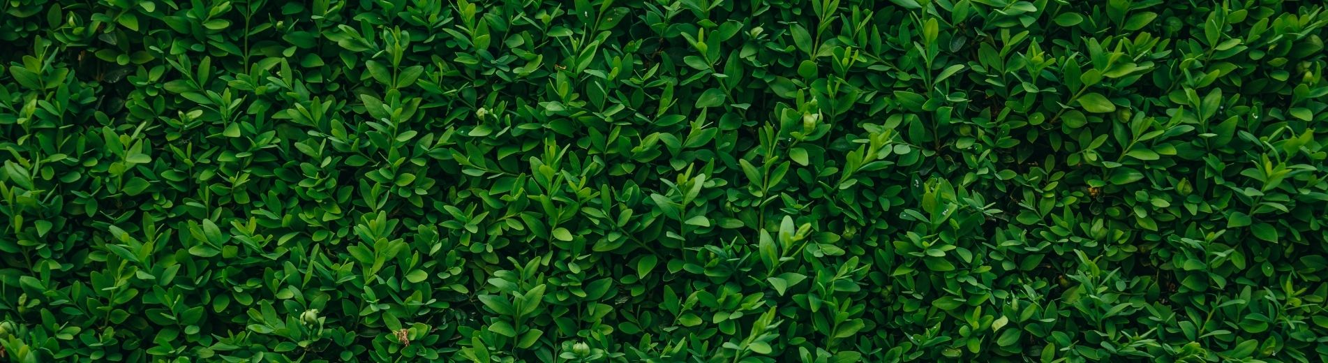 boxwood image for Jerry's Nursery