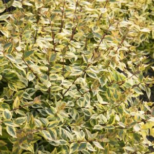 Abelia - Kaleidoscope #3 or #5 - Image 1