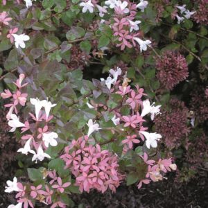 Abelia - Rose Creek #3 - Image 1