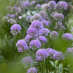 Allium - #1 - Image 1