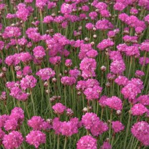 Armeria - Sea Pink #1 - Image 1