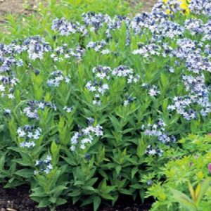 Amsonia - Blue Star #1 - Image 1