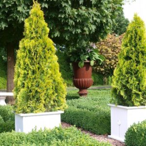 Arborvitae - Highlights #10 - Image 1