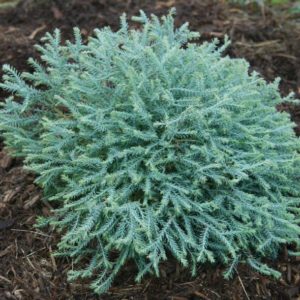 Arborvitae - Pancake #3 - Image 1