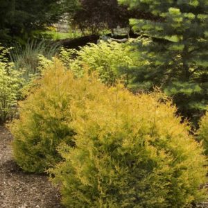 Arborvitae - Rheingold #3 - Image 1
