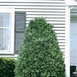 Arborvitae - Techney #5 - Image 1