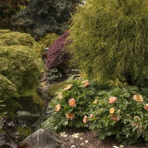 Arborvitae - Weeping Threadleaf Patio Tree #5 - Image 1