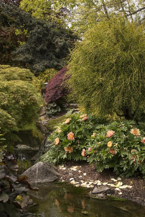 Arborvitae – Weeping Threadleaf Patio Tree #5 - Jerry's Landscape Nursery