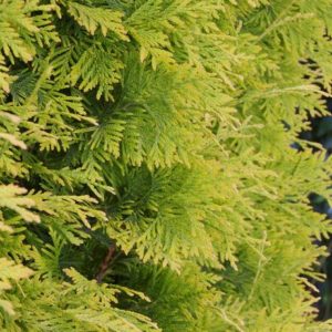 Arborvitae - Yellow Ribbon #5 and #10 - Image 1