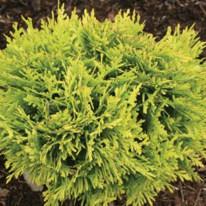 Arborvitae - Anna's Magic Ball #2/#3 - Image 1