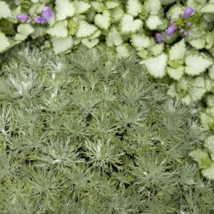 Artemisia #1 - Image 1