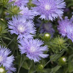 Aster - Stokes #1 - Image 1