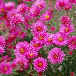 Aster - Quart - Image 1