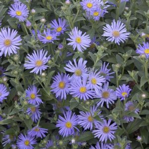 Aster - Blue - #1 - Image 1