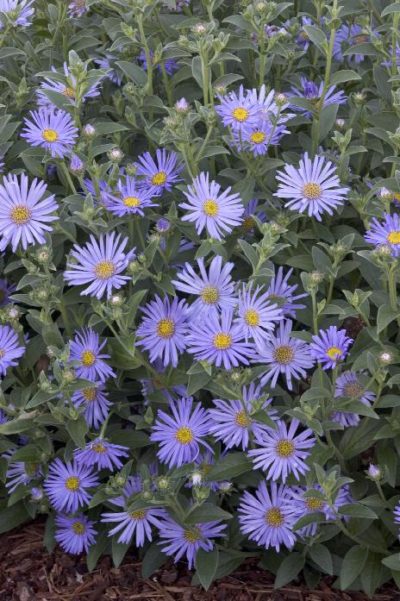Aster blue