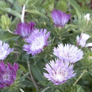 Aster - Purple #1 - Image 1