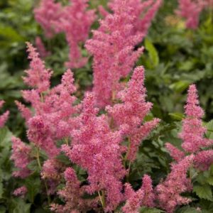 Astilbe - Pink #1 - Image 1