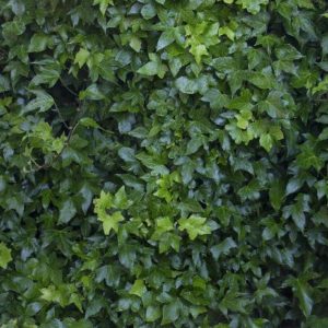 Baltic Ivy - flat - Image 1