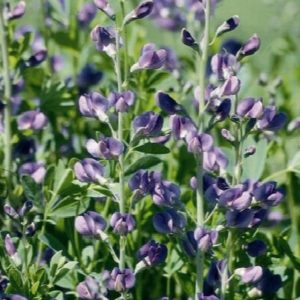 Baptisia - False Blue Indigo #1 - Image 1