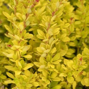 Barberry - Bonanza Gold #2 - Image 1