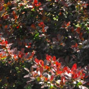 Barberry - Crimson Pygmy #2/#3 - Image 1
