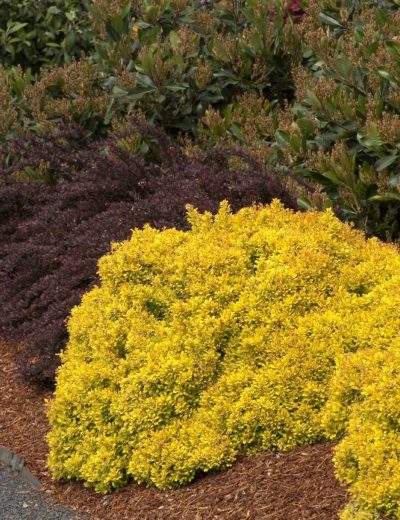 Barberry Golden Nugget