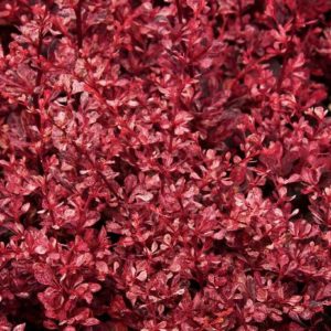 Barberry - Rose Glow #3 - Image 1