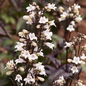 Beardtongue - Husker Red #1 - Image 1