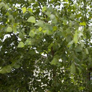 Birch - Dura Heat Clump #15 - Image 1