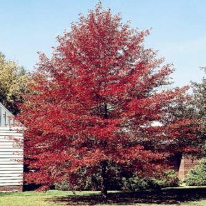 Black Gum - Tupelo Tower #15 - Image 1