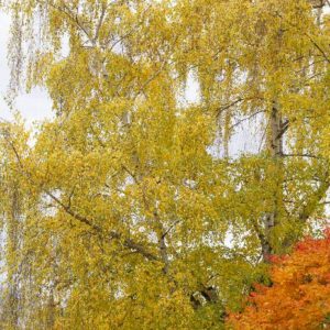 Birch - Whitespire B&B - Image 1