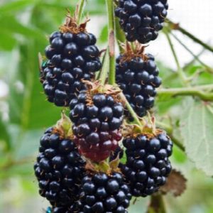 Blackberry #5 - Image 1