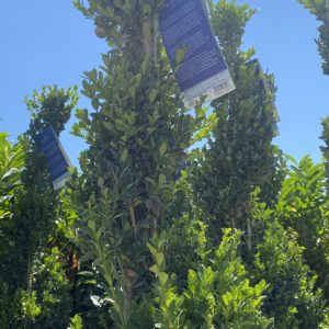 Boxwood - Spiral #5 - Image 1