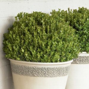 Boxwood - Baby Gem #2/#3 - Image 1