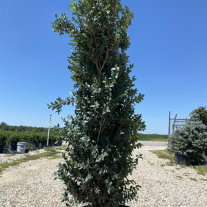 Boxwood - Dee Runk #7 and #10 - Image 1