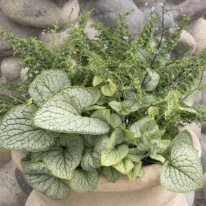 Brunnera #1 - Image 1