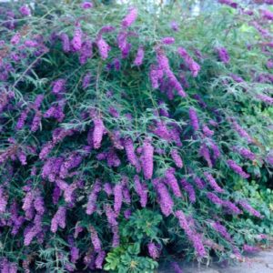Buddleia - Black Knight #3/#5 - Image 1