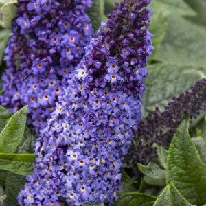 Buddleia - Pugster Blue #3 - Image 1