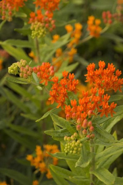 Butterfly Weed gar Butterflies Milkweed