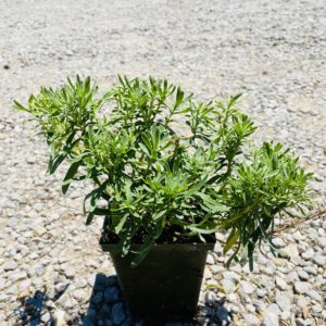 Candytuft #1 - Image 1