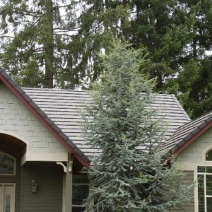 Cedar - Blue Atlas (Various Sizes) - Image 1