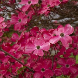 Dogwood - Cherokee Brave (Various Sizes) - Image 1