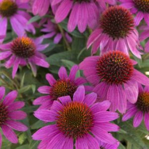 Coneflower - Pow Wow Wild Berry #1 - Image 1