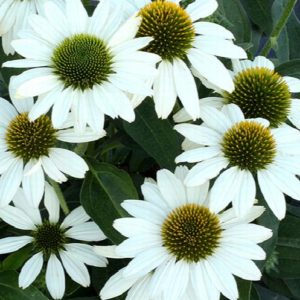 Coneflower - White #1 - Image 1