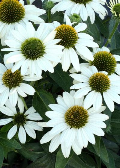 Coneflower White