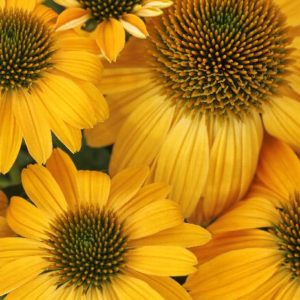 Coneflower - Quart - Image 1