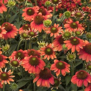 Coneflower - Orange #1 - Image 1