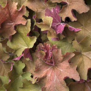 Coral Bells - Caramel #1 - Image 1
