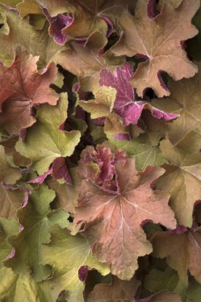 Coral Bells Caramel