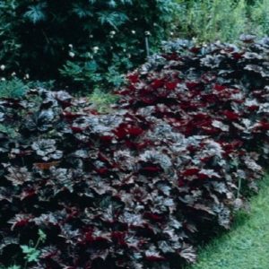 Coral Bells - Palace Purple #1 - Image 1